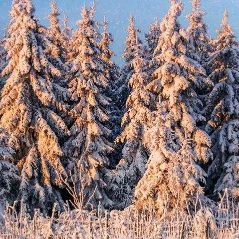 冰糖雪梨😊