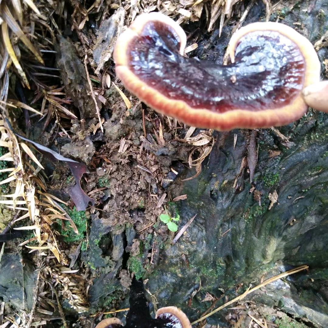 草药小钟