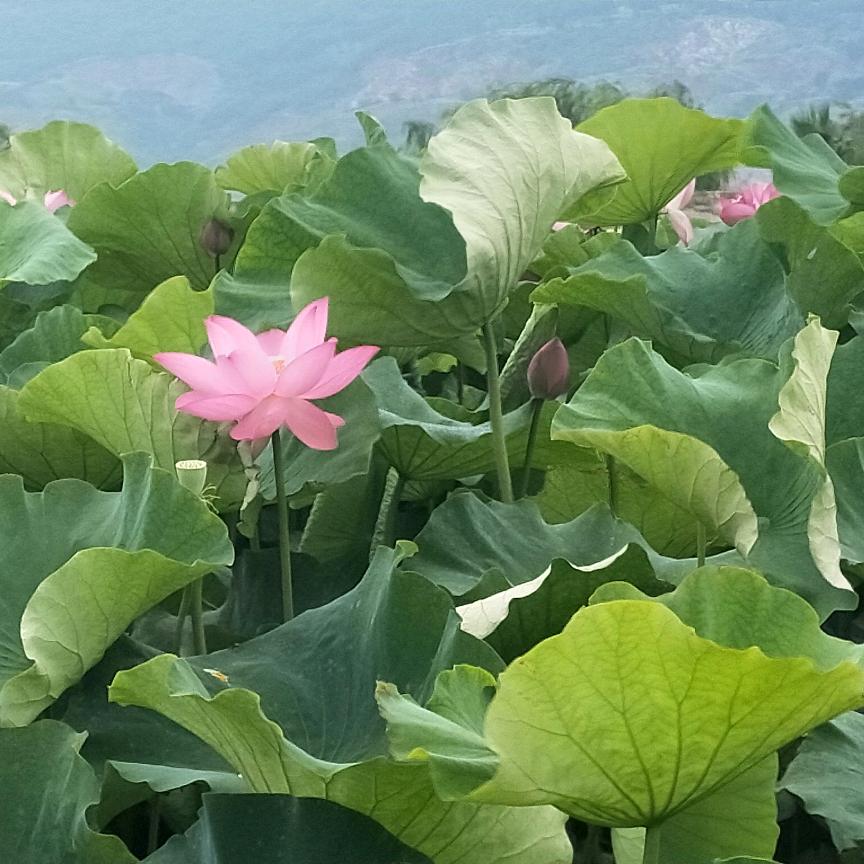 鲍姨