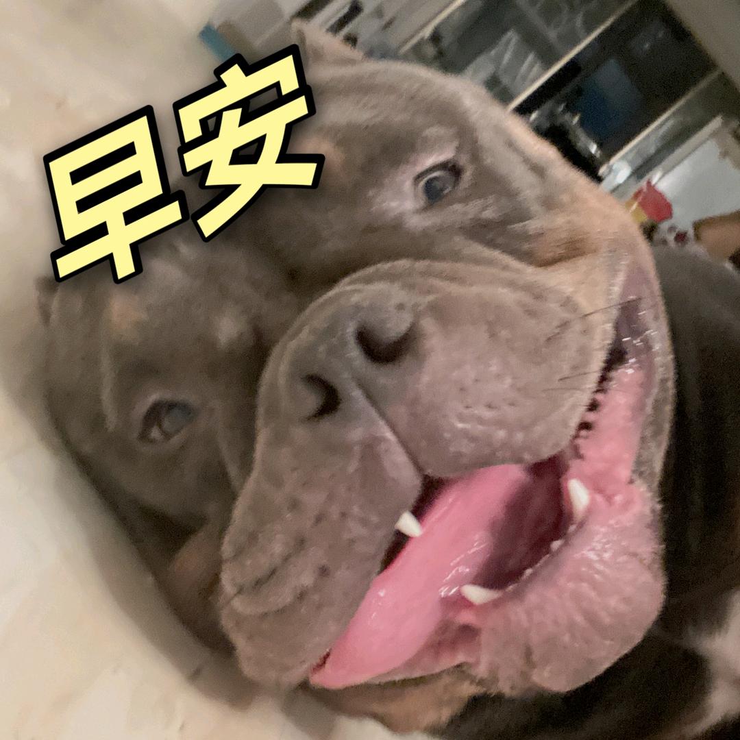 你的暖男KK【恶霸犬】