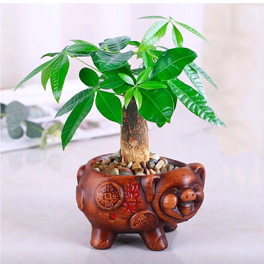 海之粟