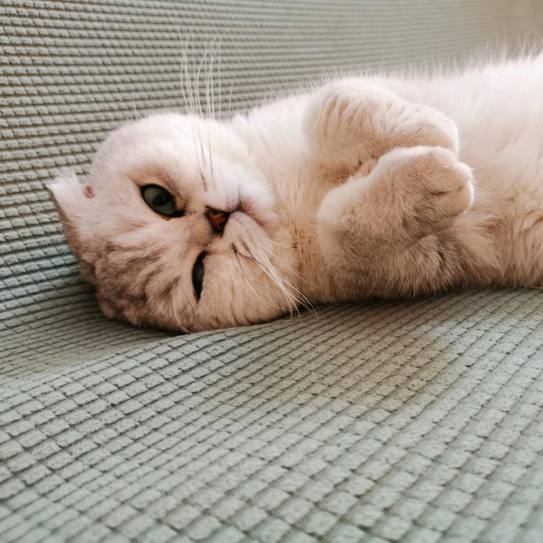 可萌呀