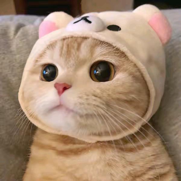 游戏怪猫