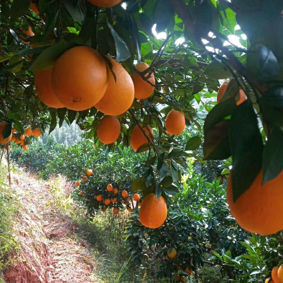 曾哥赣南脐橙(招代理)