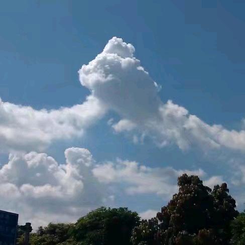 Moooo