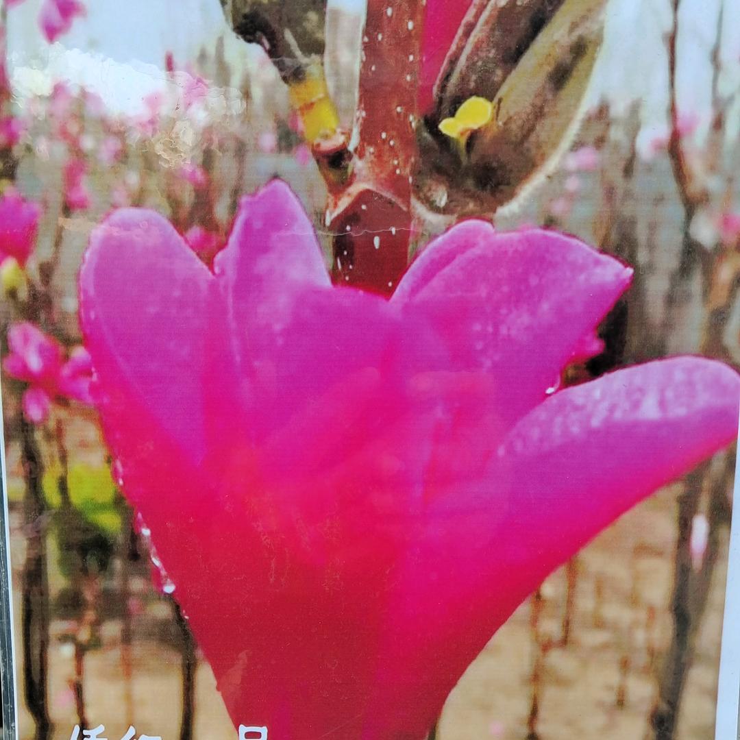 笑来花卉
