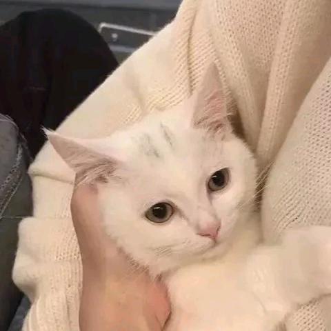 怪味先生