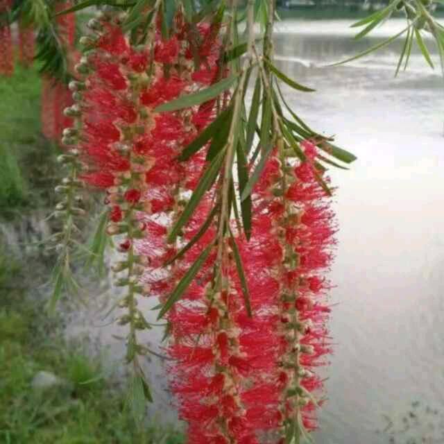 一盆一景园艺中心