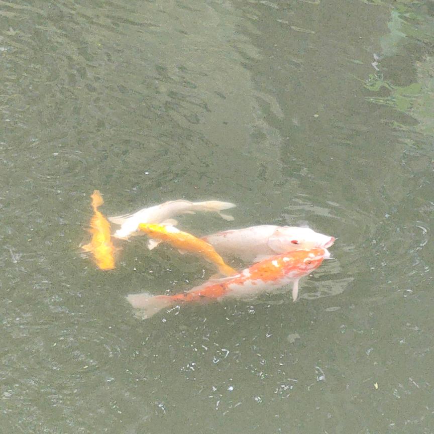 风随叶儿落