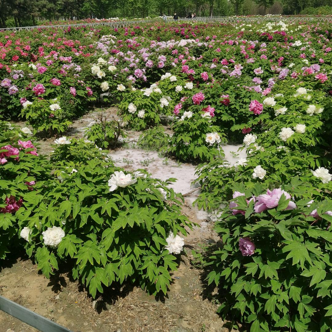 爱难求情难断😭