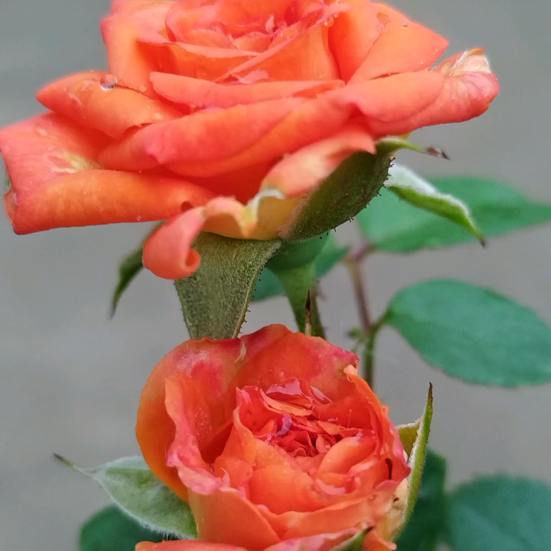 春天的红玫瑰🌹🌹🌹