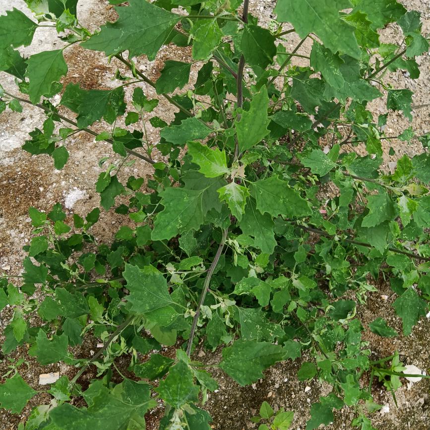 灰灰菜