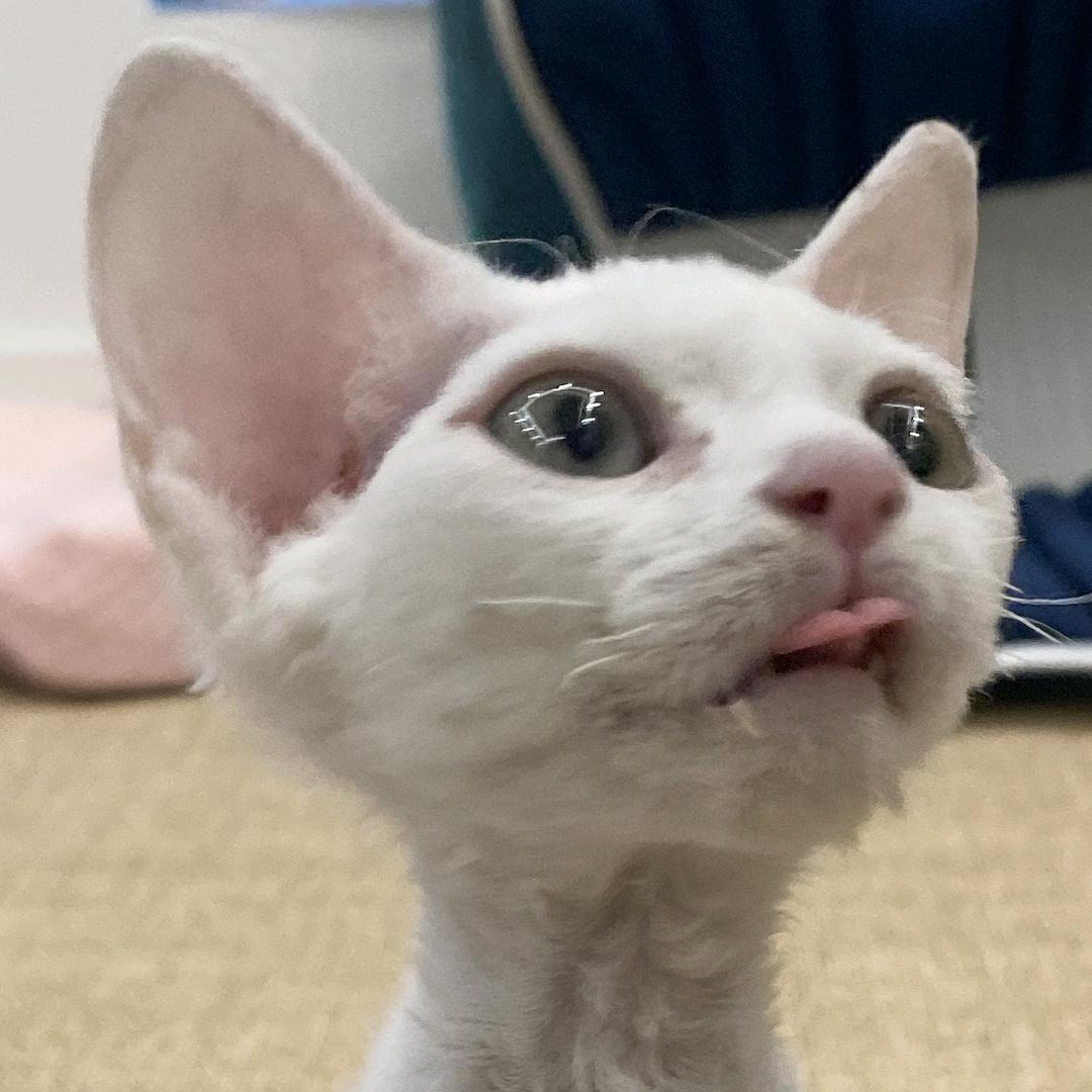 球总的日常🐱