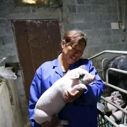 养猪人《不要连赞》