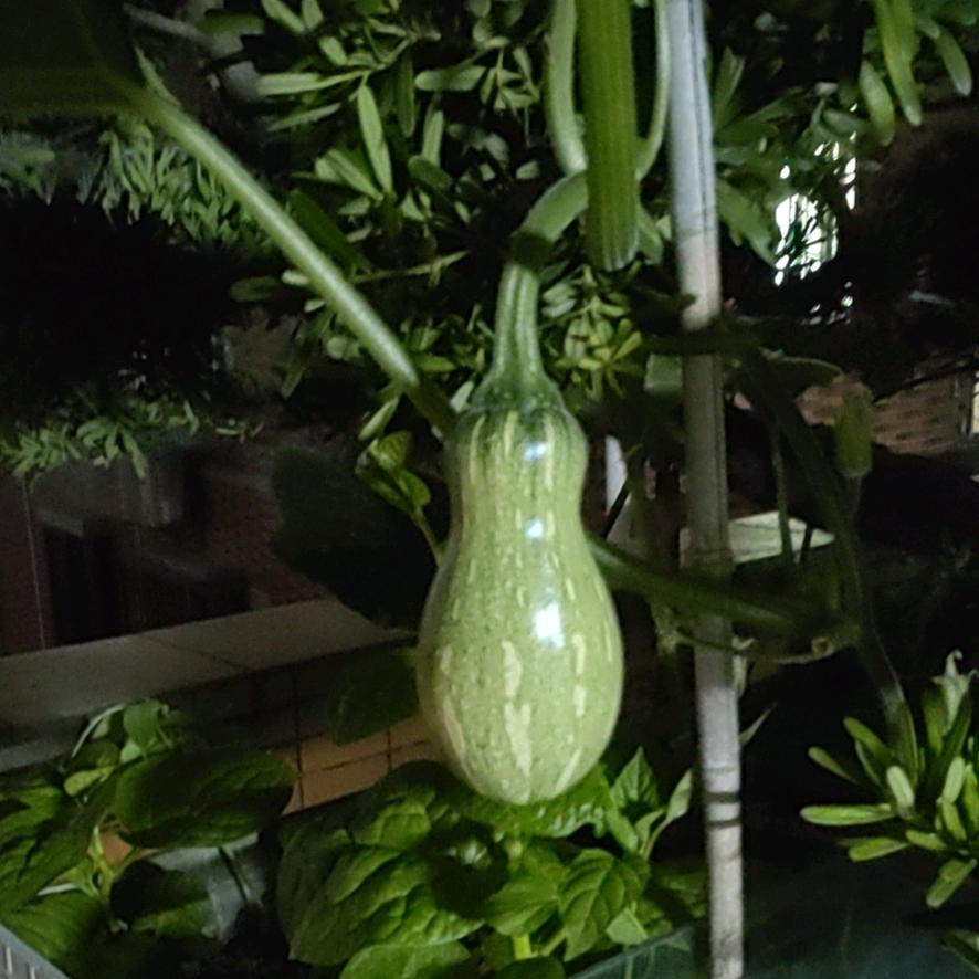 福星高照