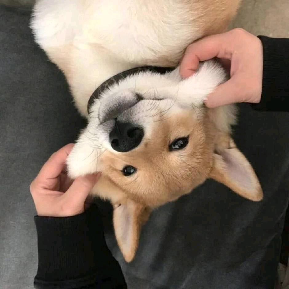 薛定谔的汪啦