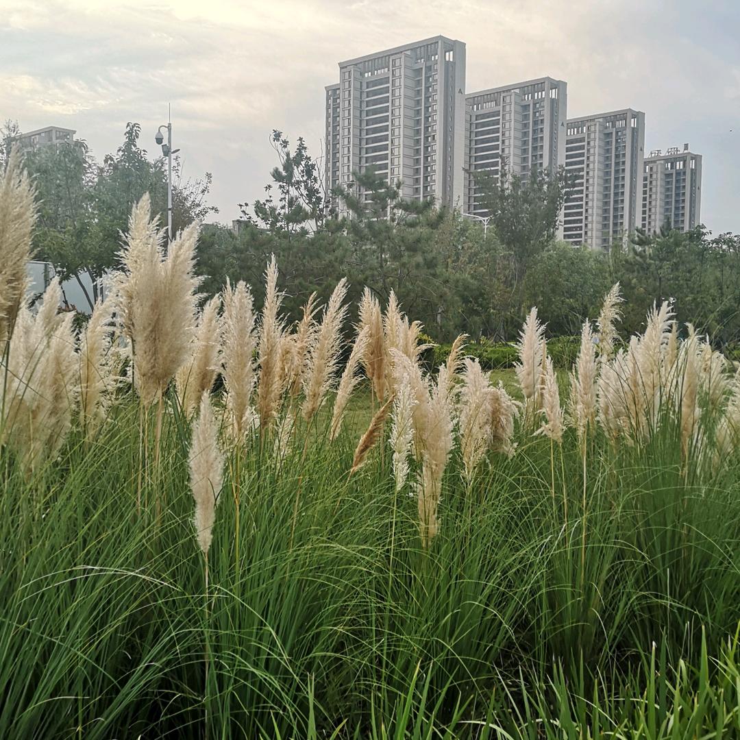 刘洋河
