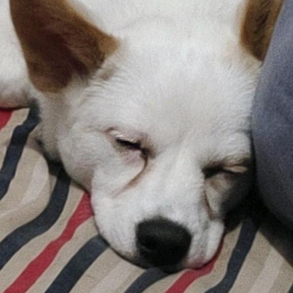 狗头咖啡师