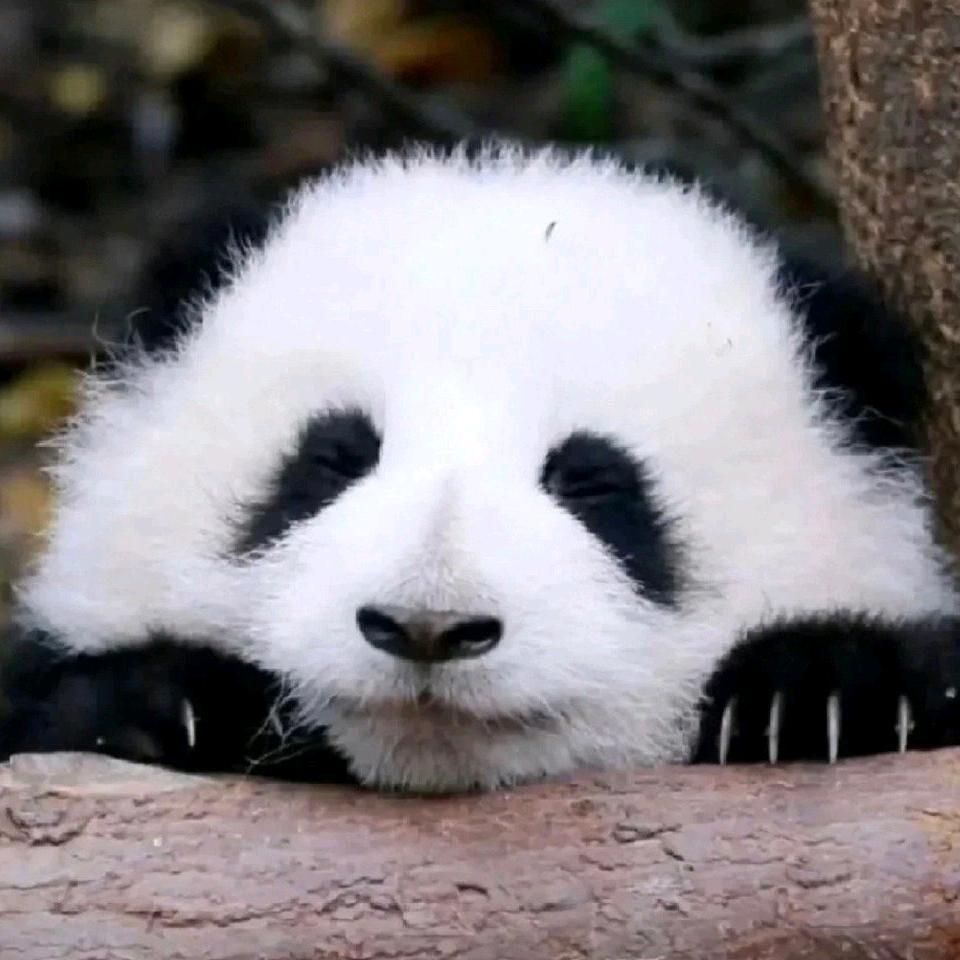 舒舒（好好吃饭）