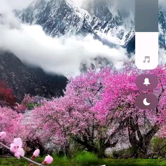 雪莲