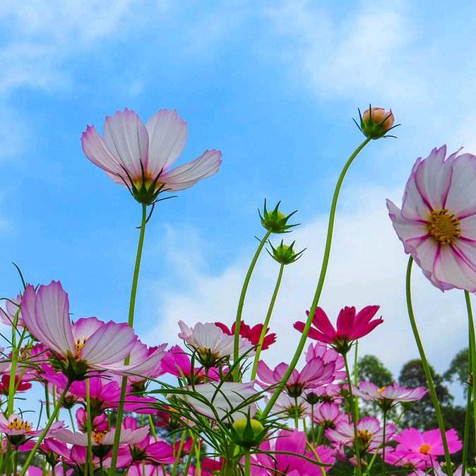 太阳花🌻🌸💕