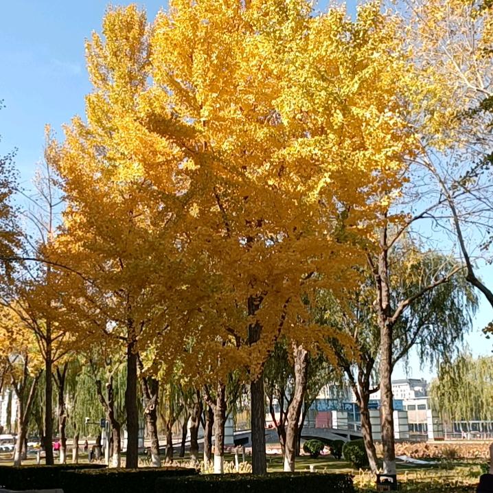 平平
