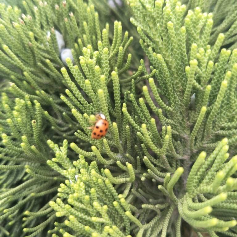 月牙工艺品木料