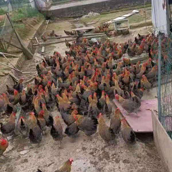 湘乡正好养鸡场