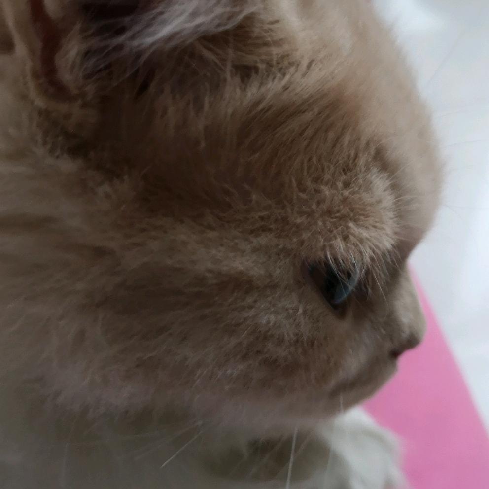 吴小鹉