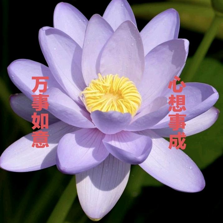 依🌸然🌹爱🌺我🌷