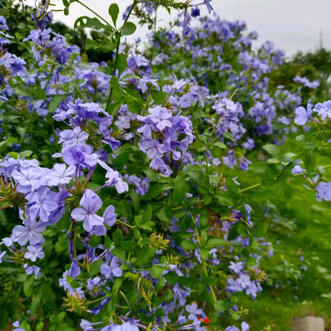 婷婷（带娃中）