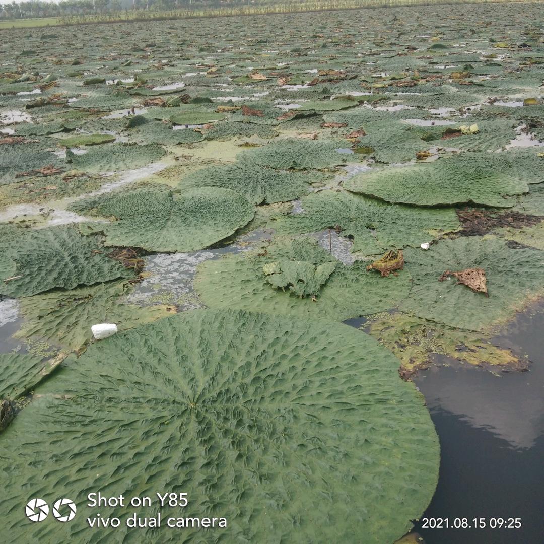 鸡头米小胡