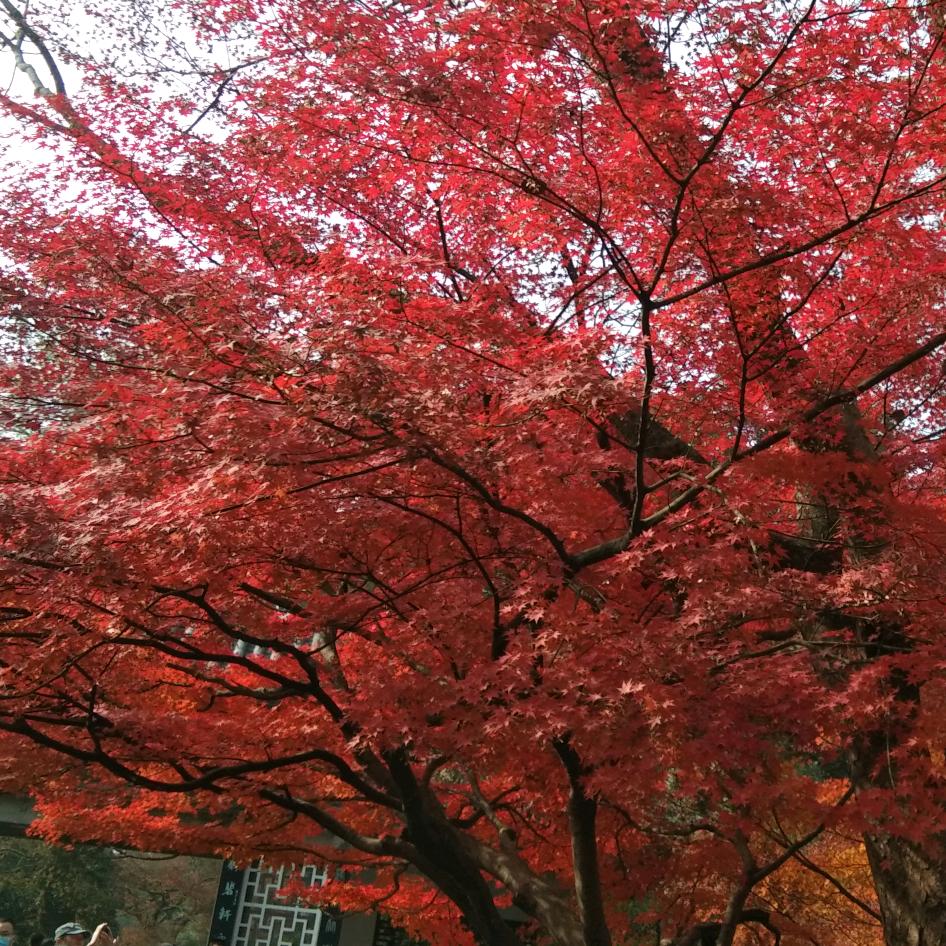 用户4022746796353胡