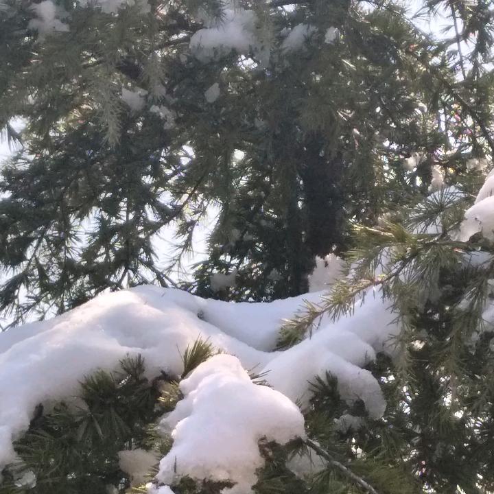 青松傲雪
