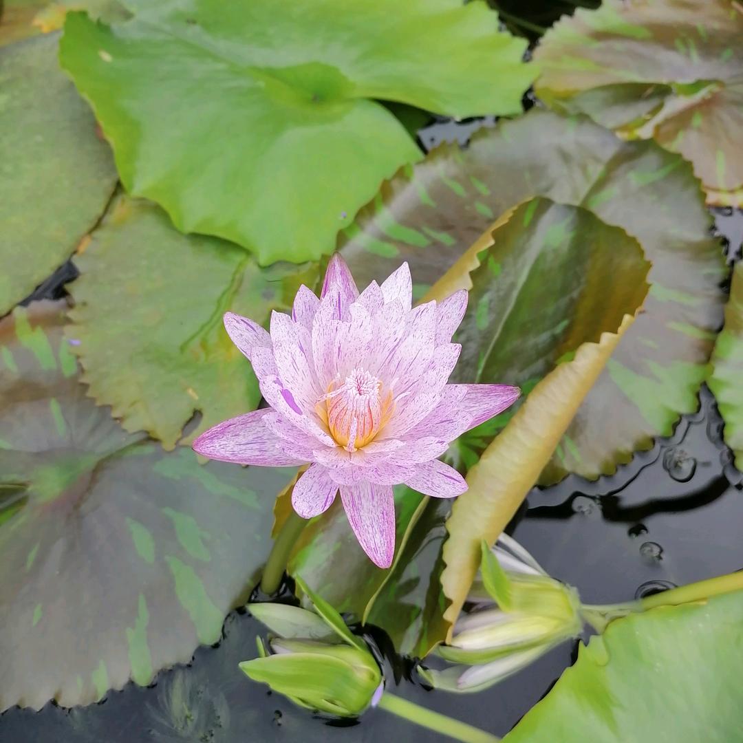 得鹿梦鱼终为马