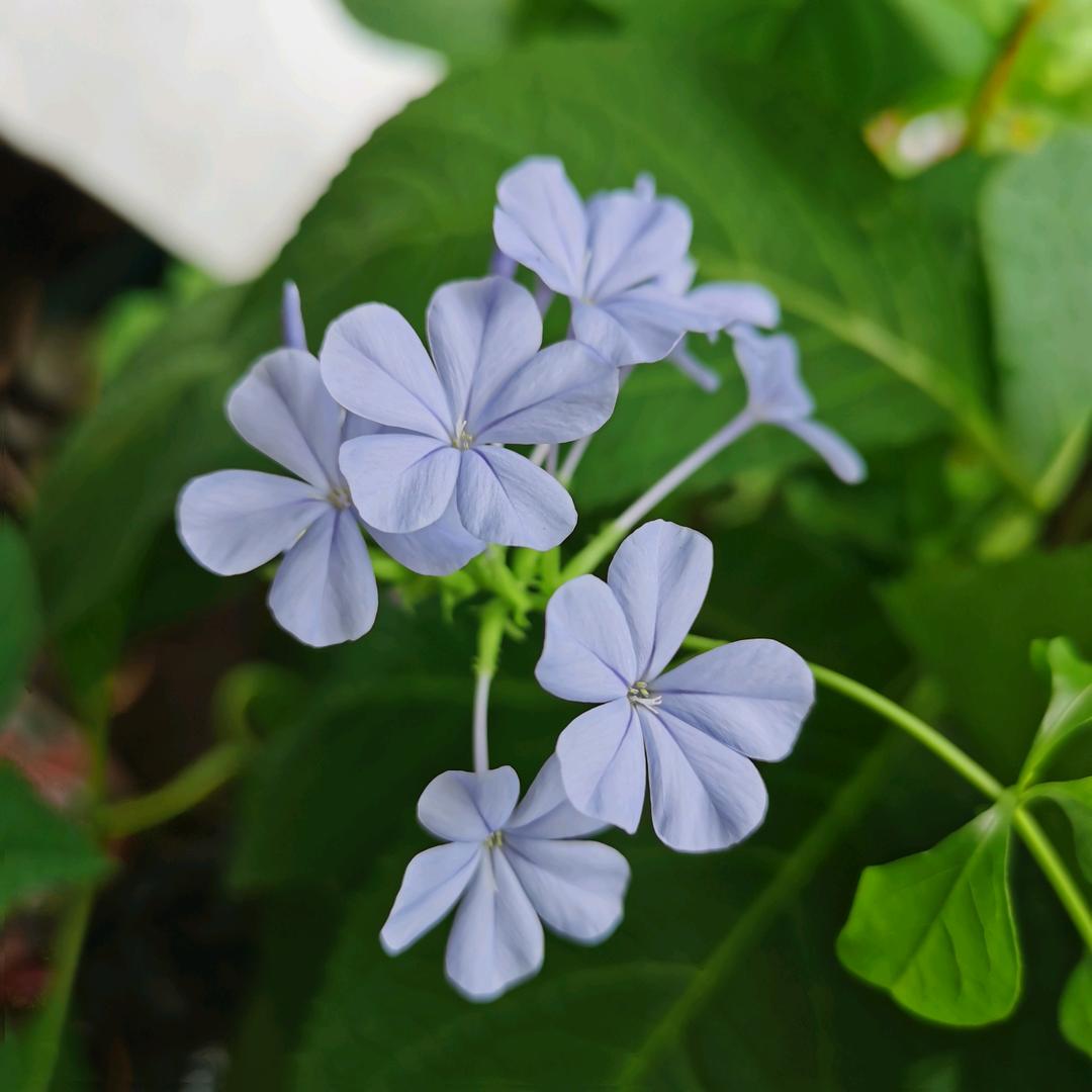你安好便晴天（拒绝连赞！）