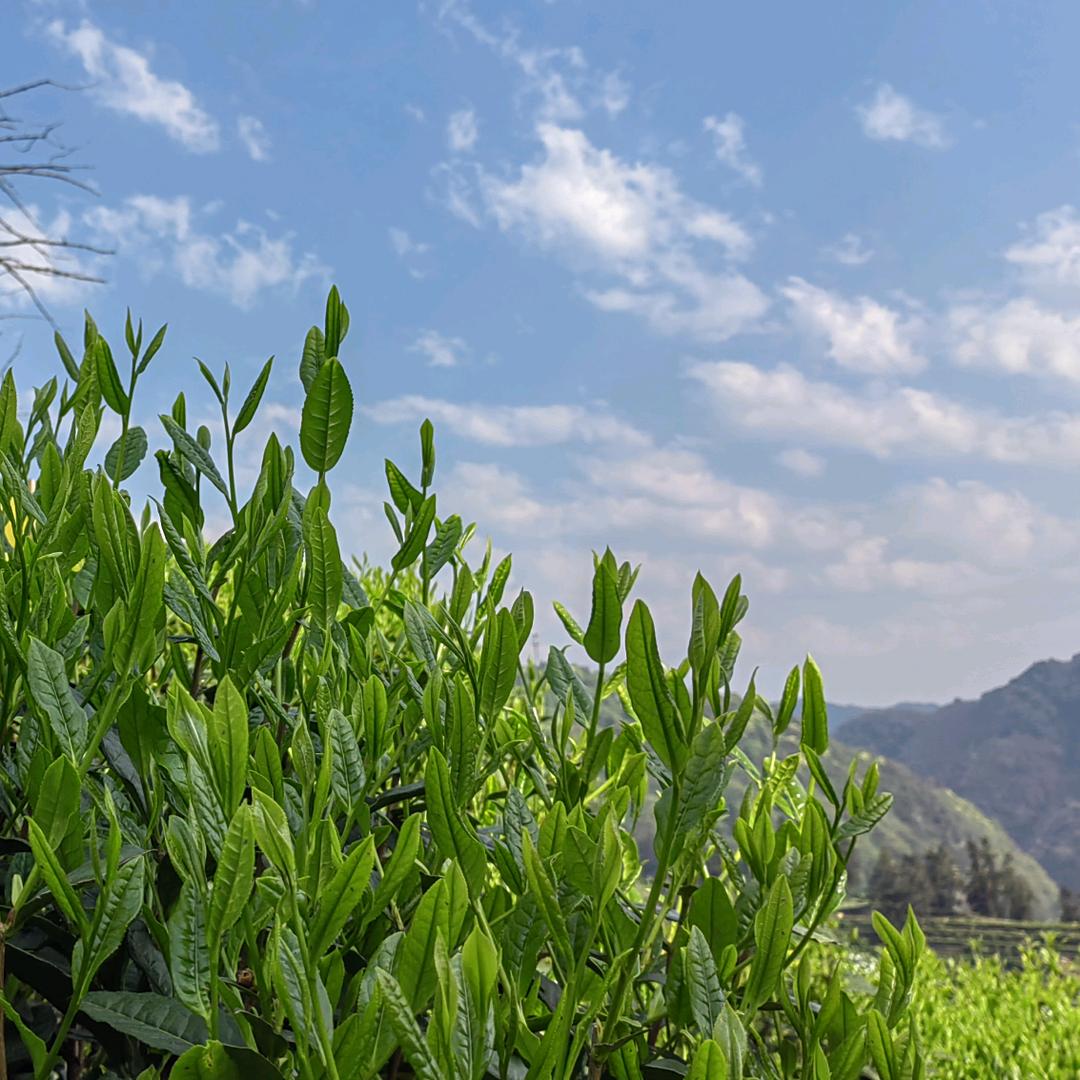 黄山区闲闲茶舍个体店娴娴茶