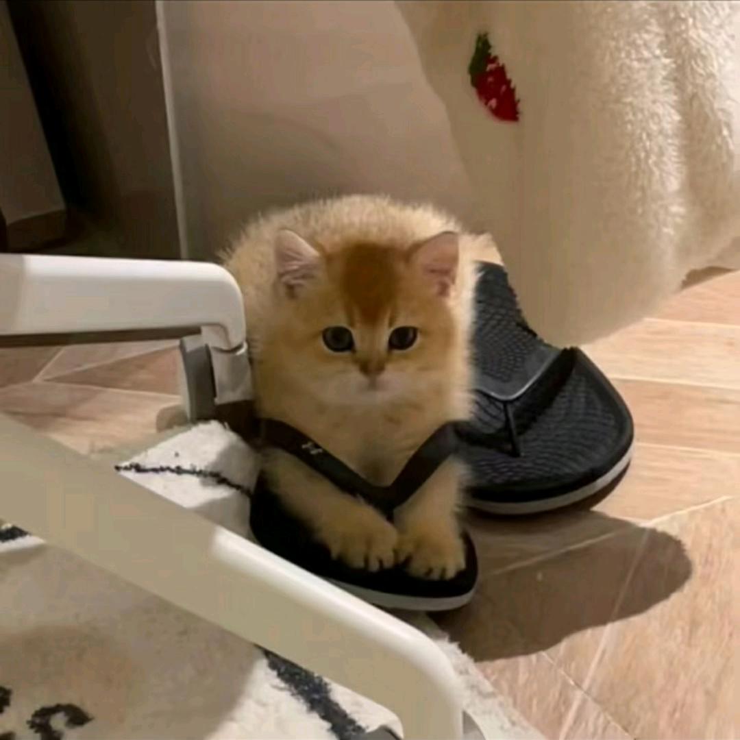 小龙虾怎么可以那么好吃