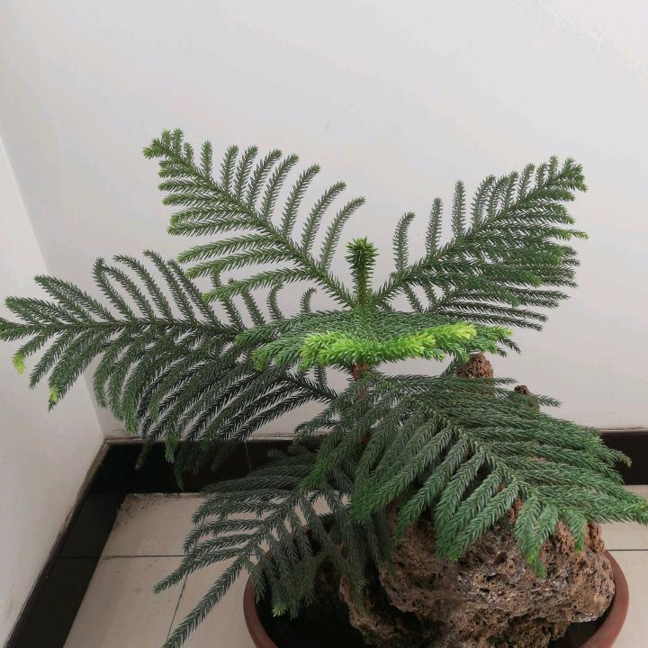 天之空