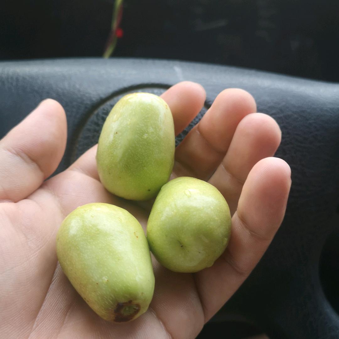 飞翔农资魏维男