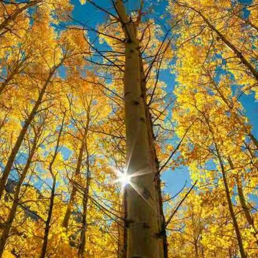 我命由我不由天