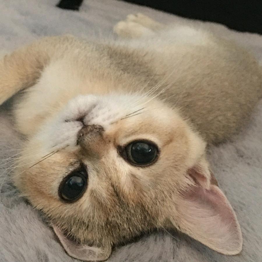 木木。
