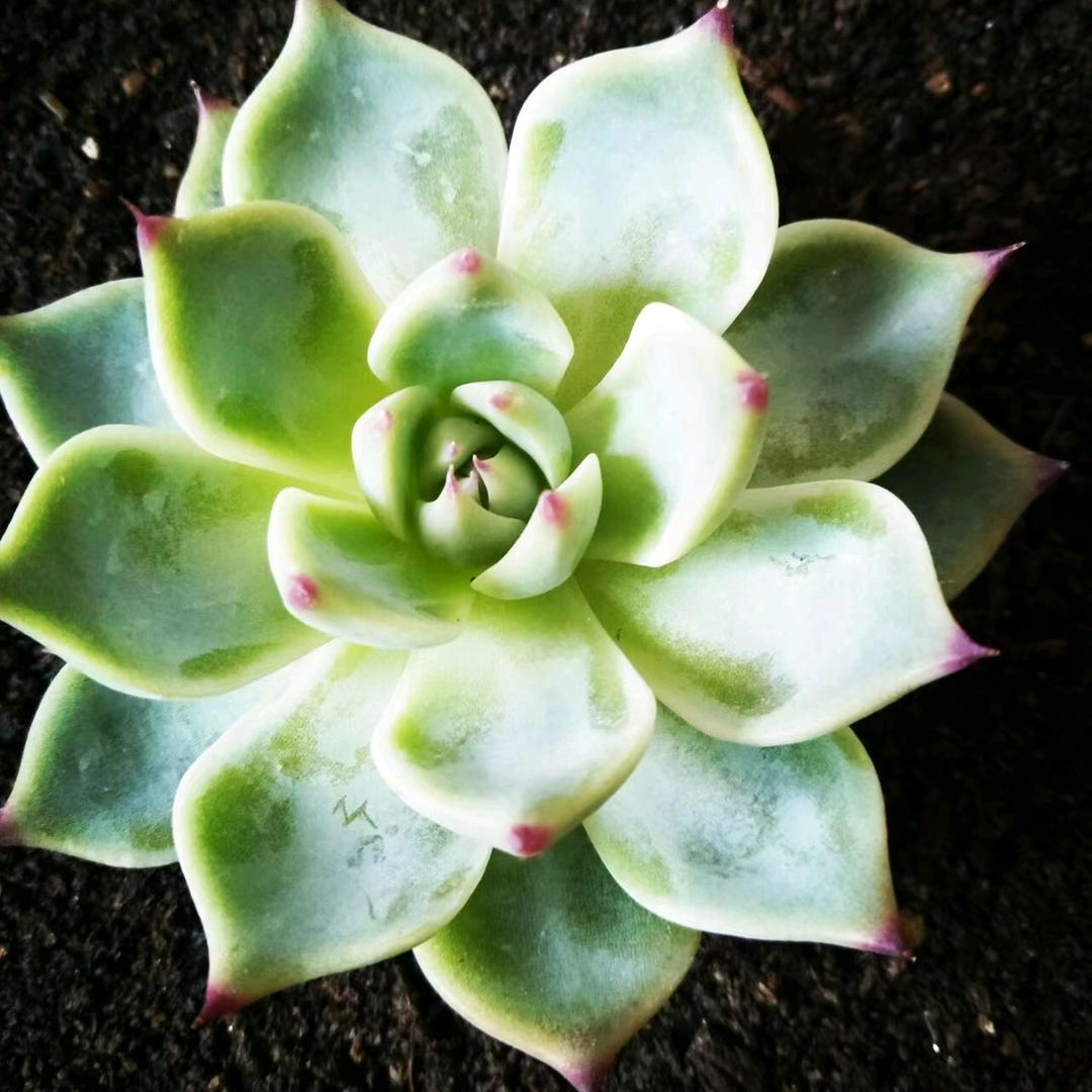 朤燚㵘䨻