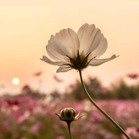 阿哲