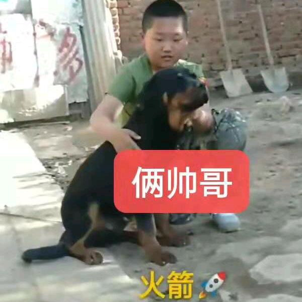 大连娟姐顺发犬业