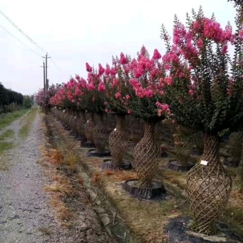 成都紫薇花瓶造型基地~御薇园林