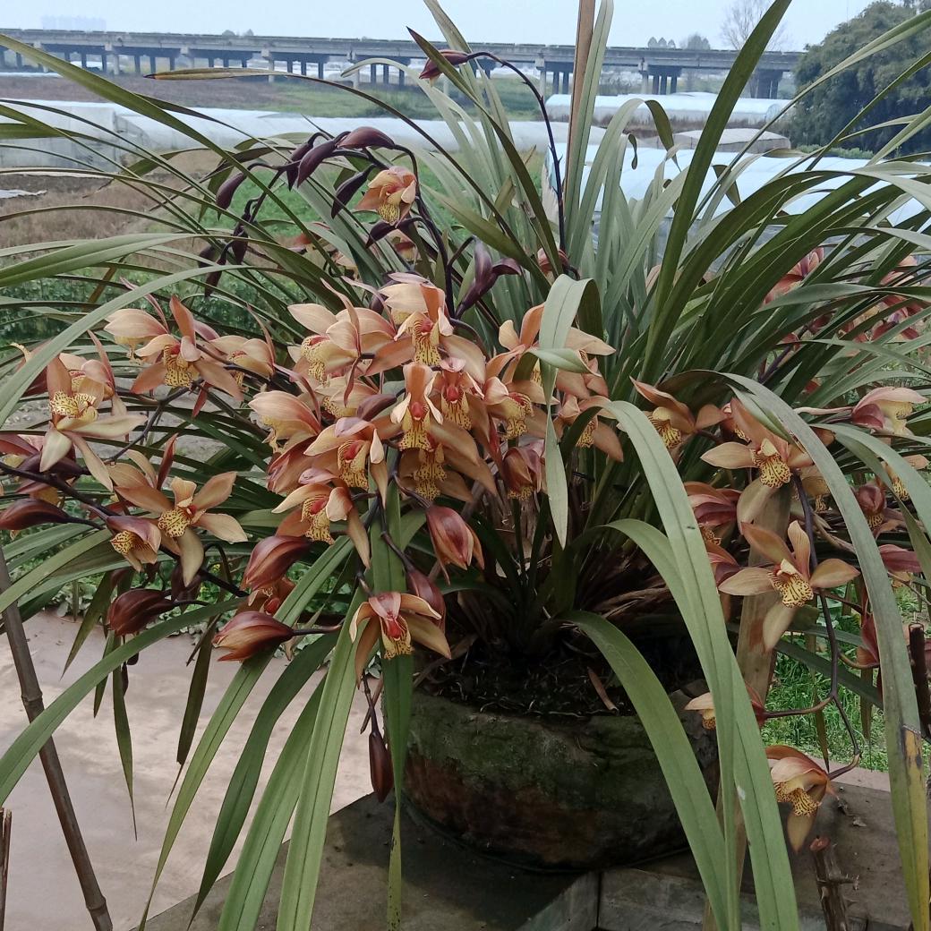 梁