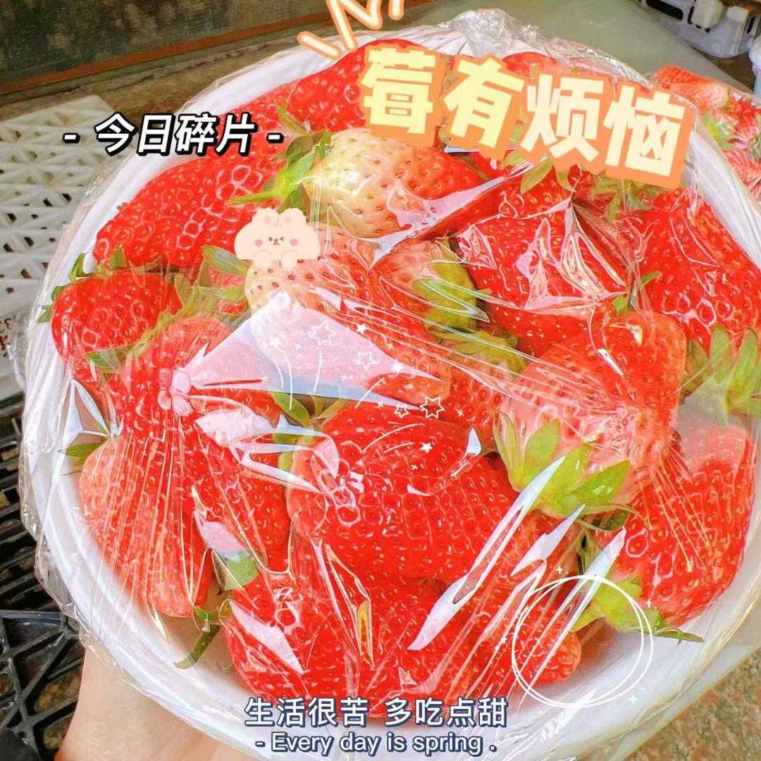 奶莓小哥