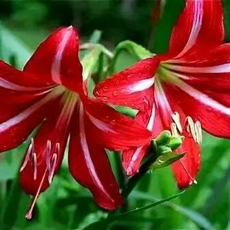 青草地，溪水旁