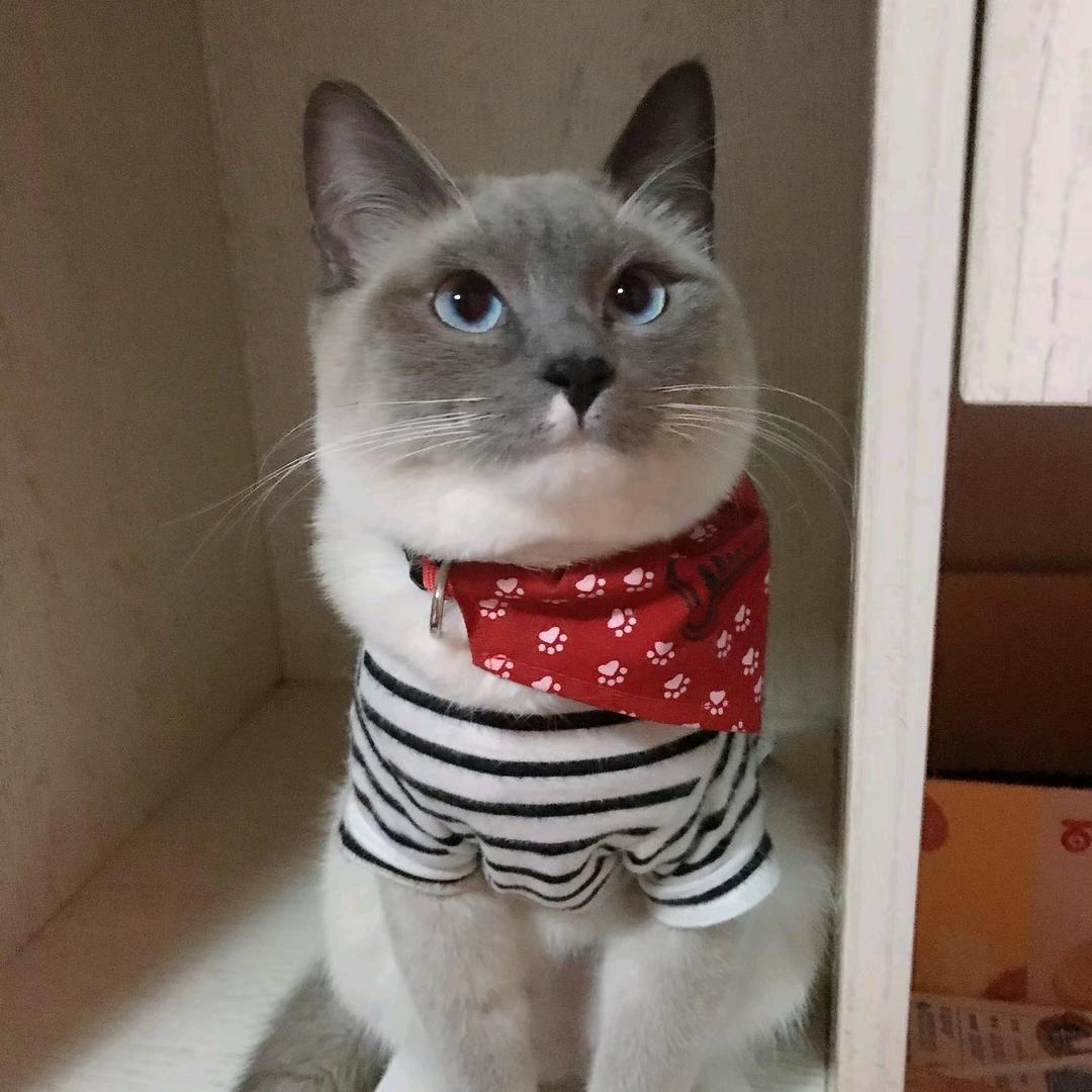 喵什么喵